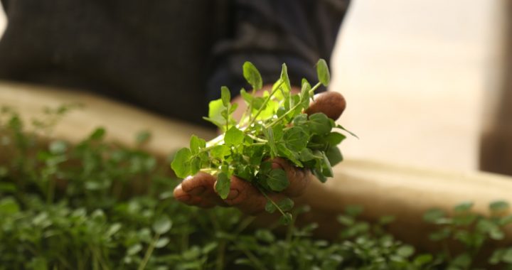 AGRICULTOR DE LIMACHE DESARROLLA INNOVADOR CULTIVO HIDROPÓNICO A CAUSA DE LA CRISIS HÍDRICA
