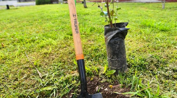 QUILLOTA RESPIRA PLANTA SU ÁRBOL 60 MIL