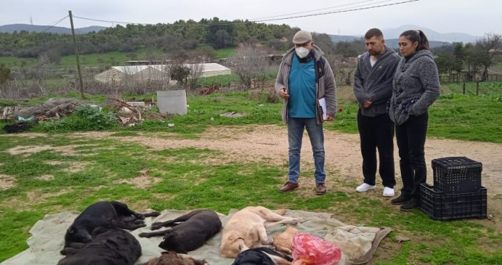 Alcalde de Quillota anuncia que pedirá aplicar la “Ley Cholito” a responsables de masiva muerte de mascotas