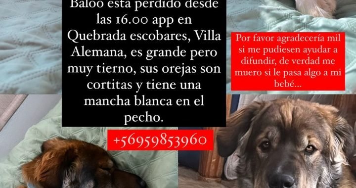 [ENCONTADO] – Perrito Perdido – Baloo – #Quebrada Escobares – #Villa Alemana