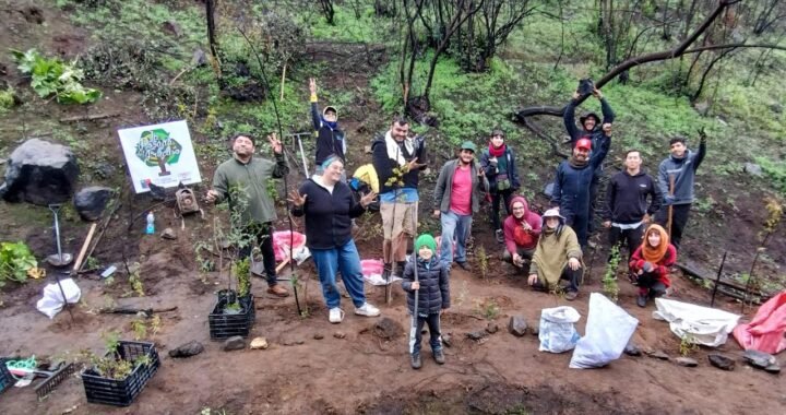 Viña del Mar: Vecinos se unen para reforestar zonas afectadas por incendios