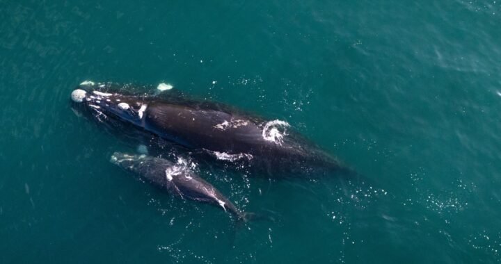 Avistamientos Inusuales de Ballena Franca Austral en las Costas Chilenas durante 2024