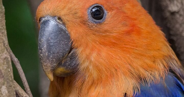 Nacimiento de un Loro Eclectus en el Aviario de Parque Tricao