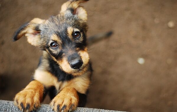 Salvar animales y ahorrar en impuestos: ¡Descubre cómo con Fundación Garras y Patas!