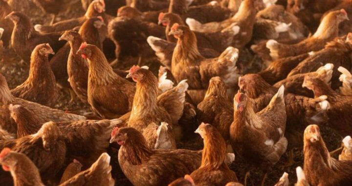 Alerta sanitaria: Argentina confirma caso de gripe aviar en granja comercial de pollos